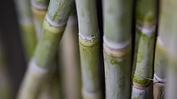 Sugarcane
