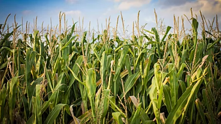 EcoSmart’s e-NRG Bioethanol provides renewable fireplace fuel, featuring a countryside farm cornfield to highlight sustainable, plant-based energy.